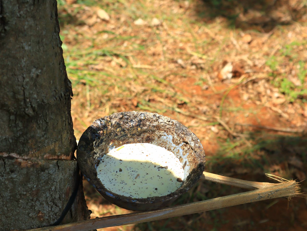 Close-up of latex collection from a rubber tree using a traditional tapping method.
