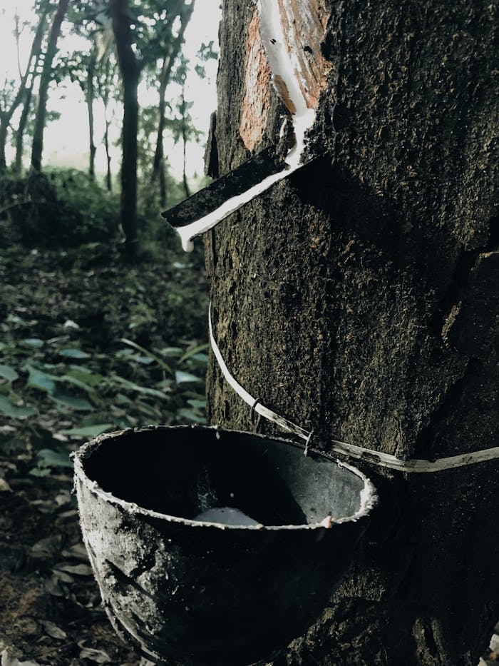 team-01 Close-up of rubber tapping on a tree with a collecting cup in a forest.